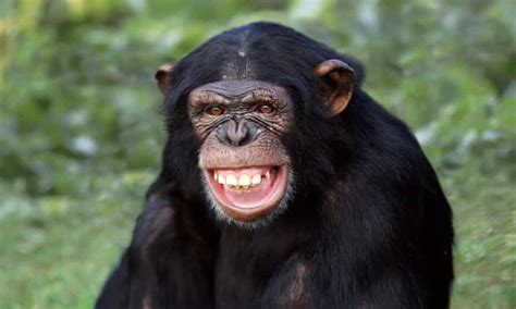 Our Obsession With Humanising Chimpanzees Could Be What Dooms Them