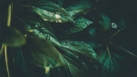 Download Wallpaper 1920x1080 Leaves Drops Plant Dew