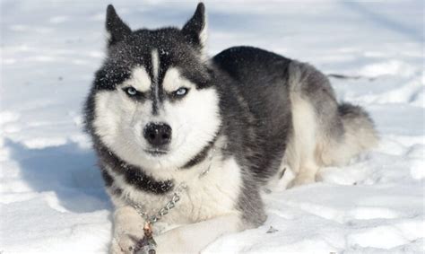 Alaskan Husky Traits Temperament And Training