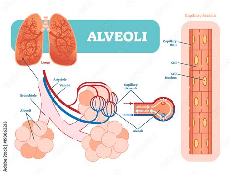 Lungs Alveoli Schematic Anatomical Vector Illustration Diagram With