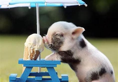 The Truth Behind Micro Or Teacup Pigs