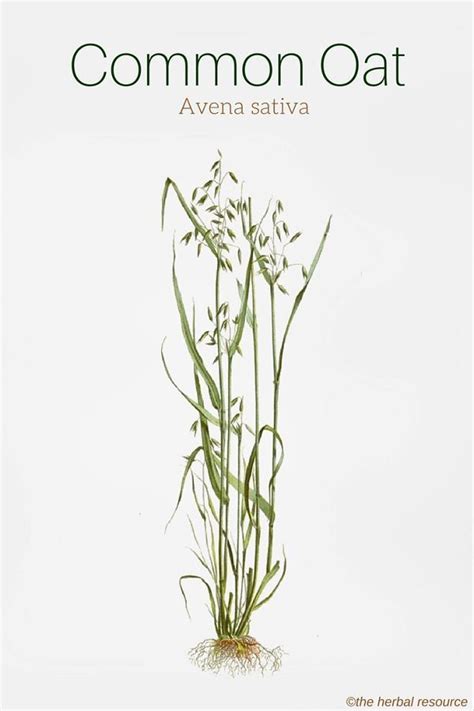 Get reviews, hours, directions, coupons and more for wild oats tattoo at 13209 carowinds blvd, charlotte, nc 28273. Common Oat - Avena sativa | Herbs, Healing herbs, Herbal ...