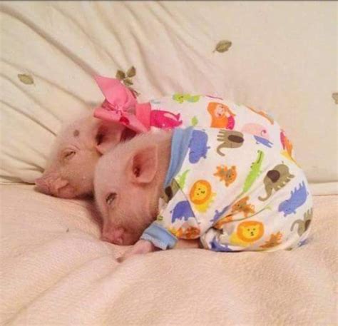 Pigs In Blankets Cute Piglets Cute Animals Baby Pigs