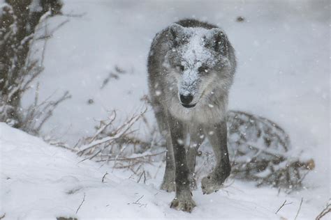 Gray Wolf Stock 42 Snowstorm By Hotnstock On Deviantart