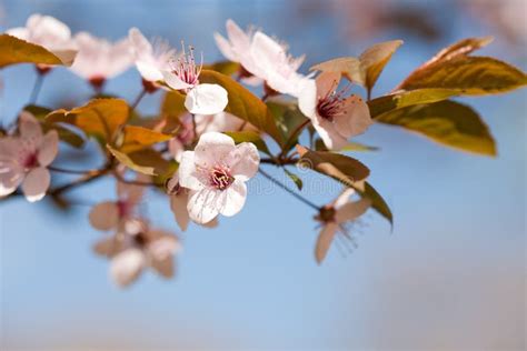 Beautiful Early Spring Flowers In Sunlight Stock Image Image Of