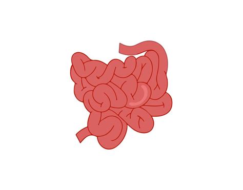 Small Intestine Drawing At Explore Collection Of