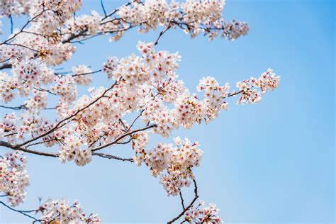 Bildet Kirsebærblomster Hanyang University Vår Blomster Flower