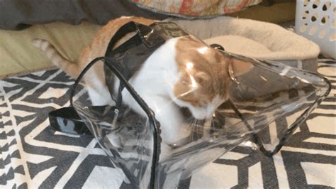 Gocatwheel is an exercise wheel for cats; Stanley the DIY Treadmill Cat : gifs