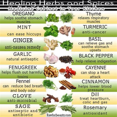 Medicine Cat Herbs And What They Do Medicinewalls