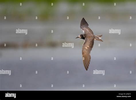 Black Tern In Flight Through Marsh With Wings Spread Stock Photo Alamy