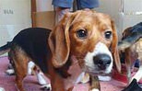 Monday June Am Activists Break Into Beagle Breeding
