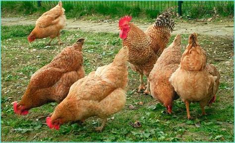 Ideas Para Granjas De Gallinas Gallina Con Sus Pollitos [hen And Her Chicks] Gallus Gall Trendmetr