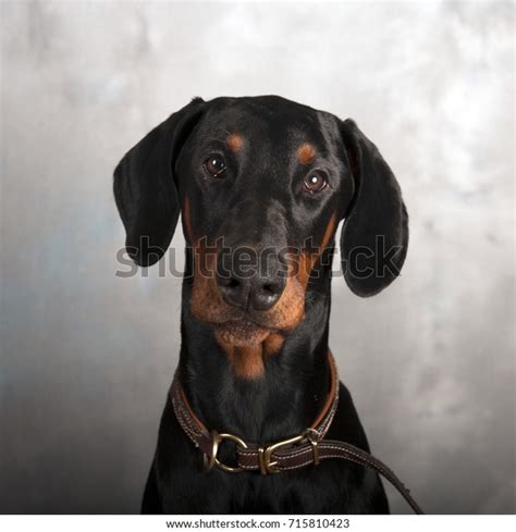 Beautiful Doberman Puppy Six Months Old Stock Photo Edit Now 715810423