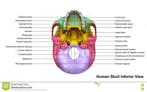 Diagram Inferior View Of Skull Labeled Diagram Media