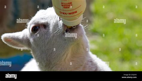 Bottle Feeding Lamb Stock Photo Alamy