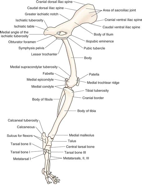 Canine Anatomy | Veterian Key