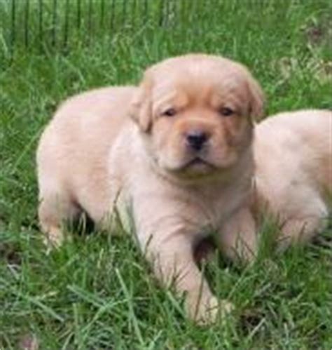 Puppyfinder.com is your source for finding an ideal puppy for sale near los angeles, california, usa area. Chocolate & Black Labrador Puppies for Sale in California ...