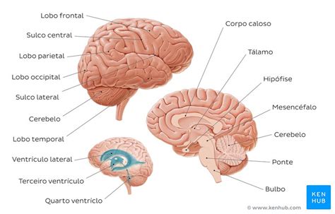 Anatomia Do Cérebro Humano Quiz E Desenho Kenhub