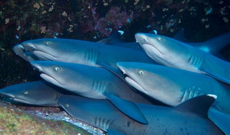 Whitetip Reef Shark Go Galapagos
