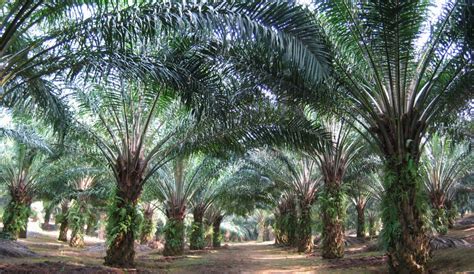 Data processed by clal on mpob source. Winner of Best Oil Palm Smallholder Award uses MPOB F1 ...