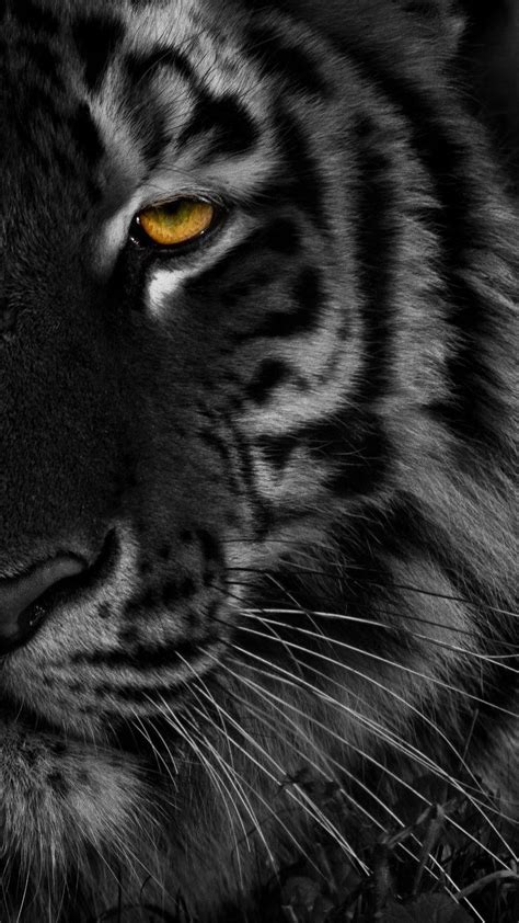 Top 999 Black Tiger Wallpapers Full Hd 4k Free To Use