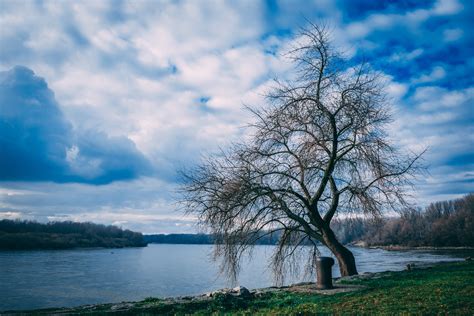 Free Photo Landscape Photography Of Bare Tree Near Body Of Water Under