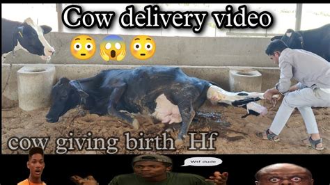 Cow Giving Birth Baby Calf Being Born Cow Delivery Video Cow
