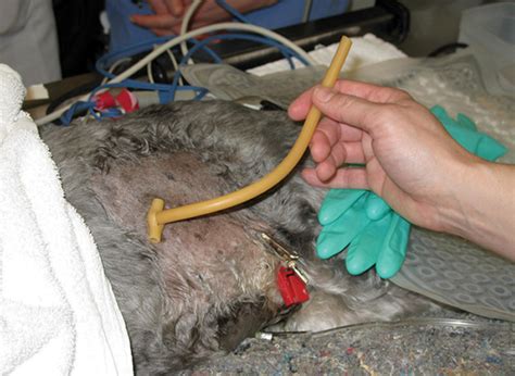 First, your vet will assess the severity of the wounds. Surgical Treatment for Bite Wounds | Clinician's Brief