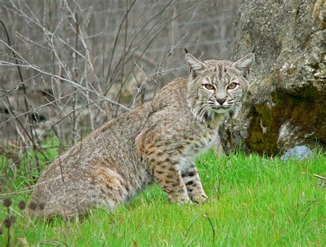 Bobcat Lynx Rufus