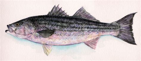 A Multitude Of Fins Striped Bass Illustrations And Wildlife Art