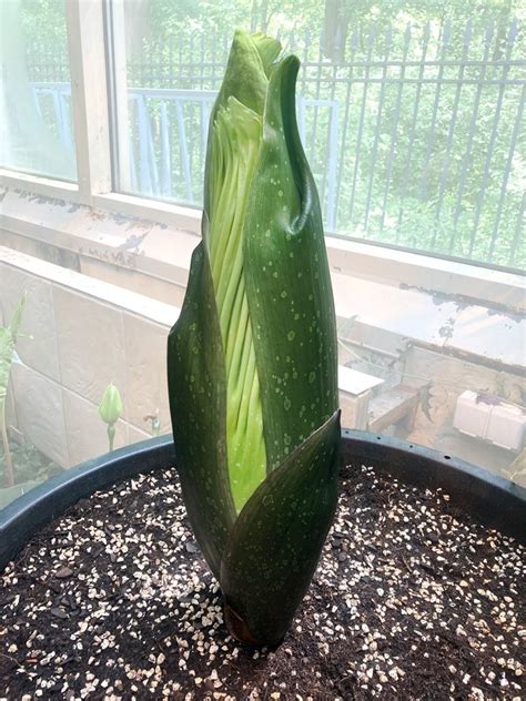 Dziwidło olbrzymie jest największym przedstawicielem rodziny obrazkowatych (araceae). Dziwidło zakwitnie | Uniwersytet Warszawski
