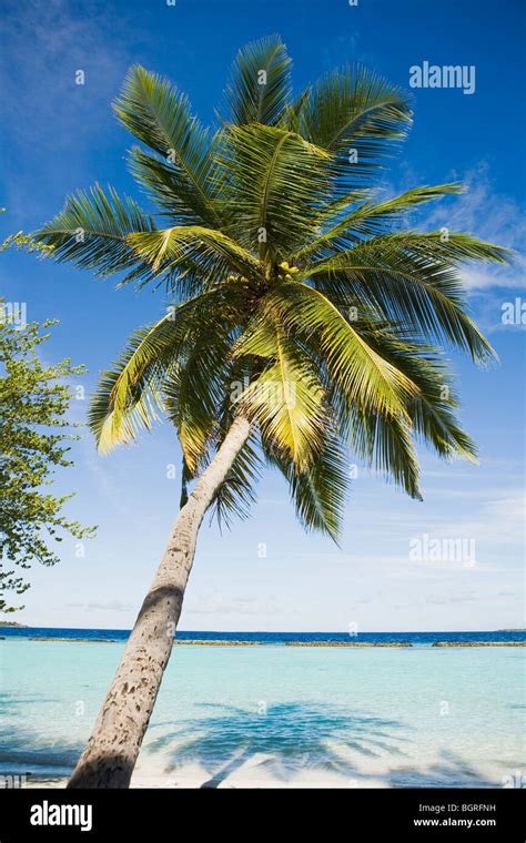 A Palm Tree By A Beach The Maldives Stock Photo Alamy