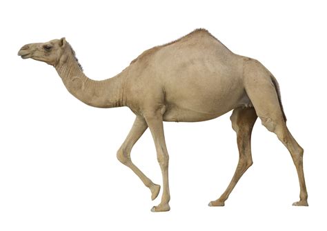 Camel Png Transparent Image Download Size 2400x1700px