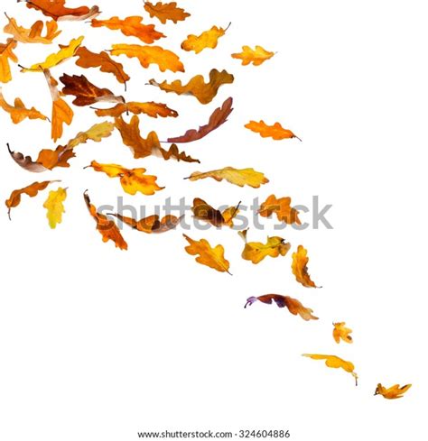 Falling Autumn Oak Leaves Isolated On Stock Photo Edit Now 324604886