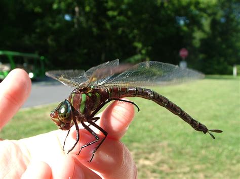 Dragonflies Delicate But Dangerous Biobubblepets