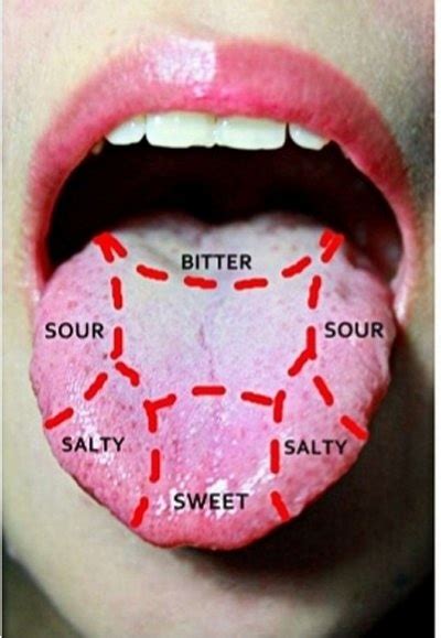 What Parts Of The Tongue Detect The Flavors That Make Up What Something
