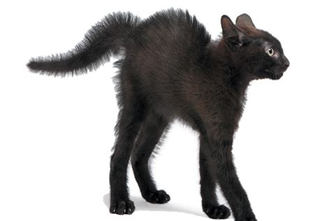 The cat will often twitch the tip of his tail just before he pounces. 8 Cat Tail Signs — Decoded - Catster