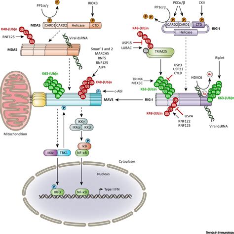 Last updated march 13, 2021. Post-translational Control of Intracellular Pathogen ...