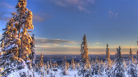 Norway Snow Spruce Under Blue Sky During Winter Hd Nature Wallpapers