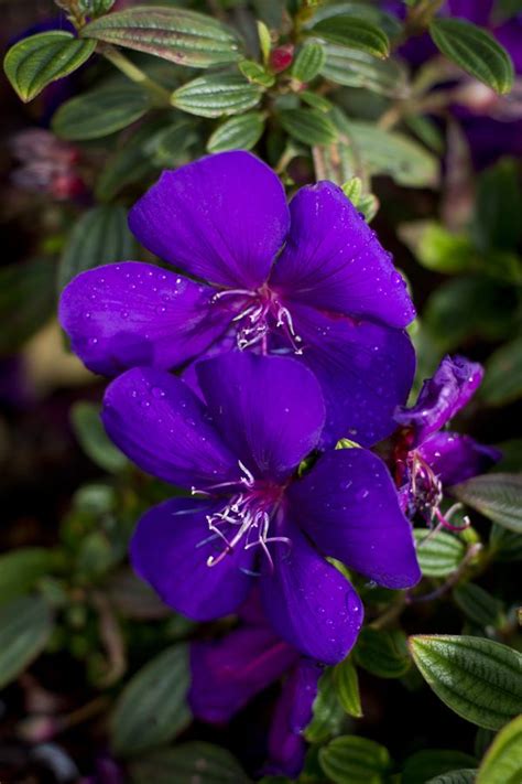 As the heat of summer kicks in, this perpetualas the heat of summer kicks in, this perpetual bloomer keeps the landscape alive with color and buzzing with. Tibouchina 'Groovy Baby' | Australian flowers, Purple ...
