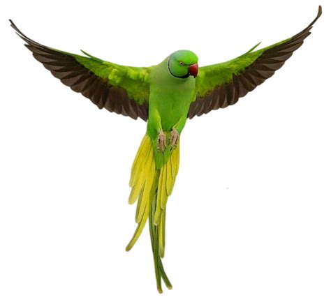 Parrot Png Image Transparent Image Download Size 600x549px