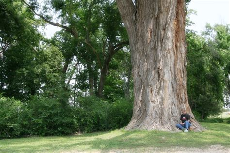 Cottonwood The State Tree Of Kansas Prairiedust