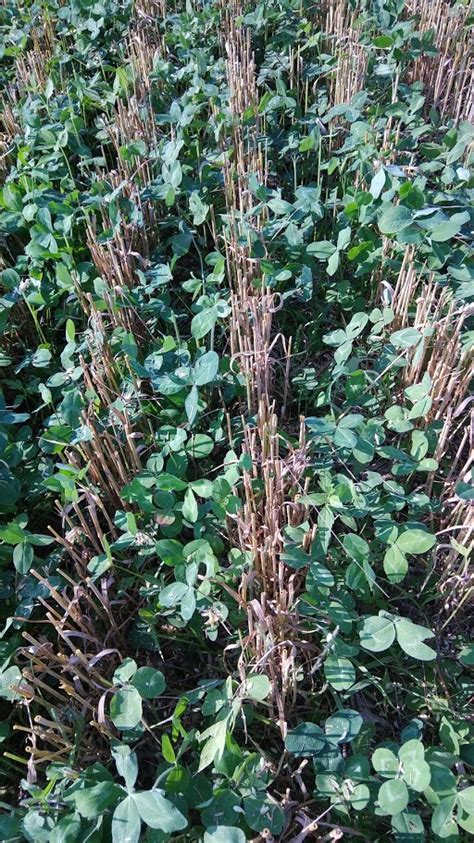 Benefits Of A Pure Stand Of Cover Crop Red Clover Plant Cover Crops
