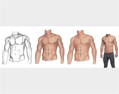 Male Upper Body Drawing Reference 240 Art Torso Upper Body Reference
