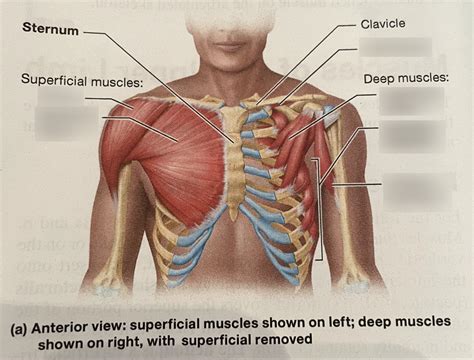Chest Muscles Diagram Quizlet