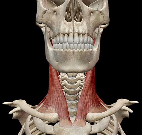 Neck Muscles Attach To The Skull Via The Process