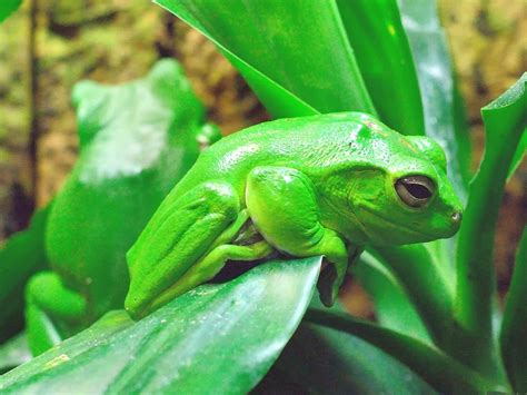 Free Photo Frog Green Amphibian Bright Free Image On Pixabay 752424