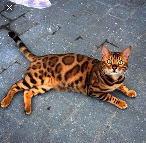 If you want to find out how much do bengal cats cost then watch this video. Wanted Adult Male Rosetted Bengal Cat | 136837 | UK Pets