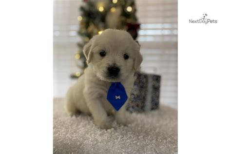 Maybe you would like to learn more about one of these? Moose: English Golden Retriever puppy for sale near ...