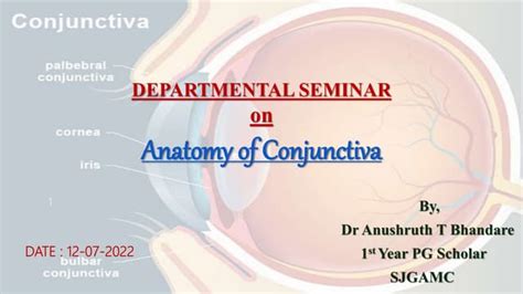 Anatomy Of Conjunctivapptx